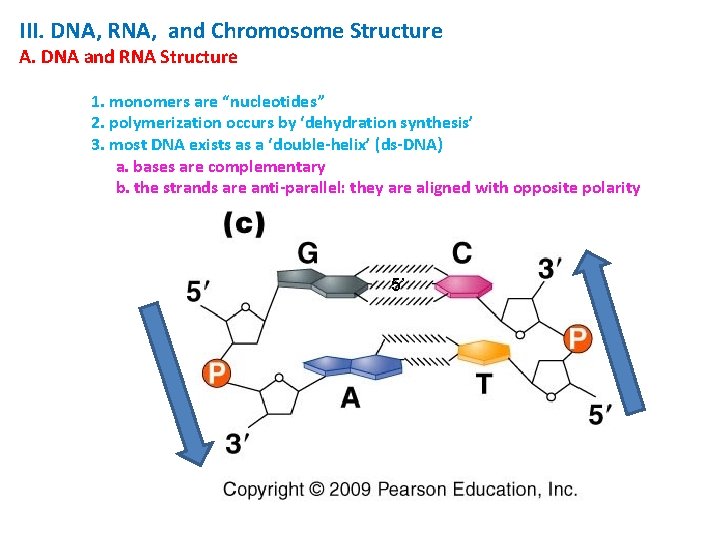 III. DNA, RNA, and Chromosome Structure A. DNA and RNA Structure 1. monomers are