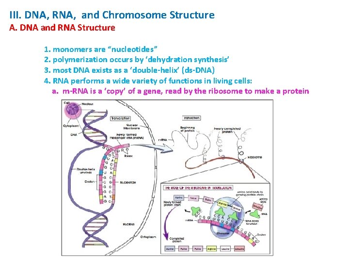 III. DNA, RNA, and Chromosome Structure A. DNA and RNA Structure 1. monomers are