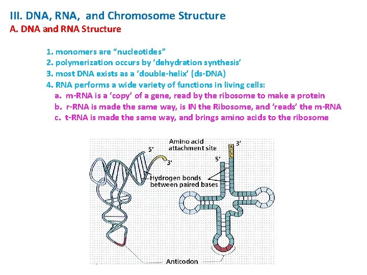 III. DNA, RNA, and Chromosome Structure A. DNA and RNA Structure 1. monomers are