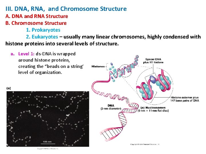 III. DNA, RNA, and Chromosome Structure A. DNA and RNA Structure B. Chromosome Structure