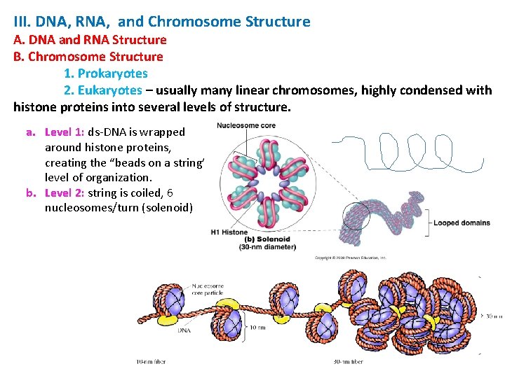 III. DNA, RNA, and Chromosome Structure A. DNA and RNA Structure B. Chromosome Structure