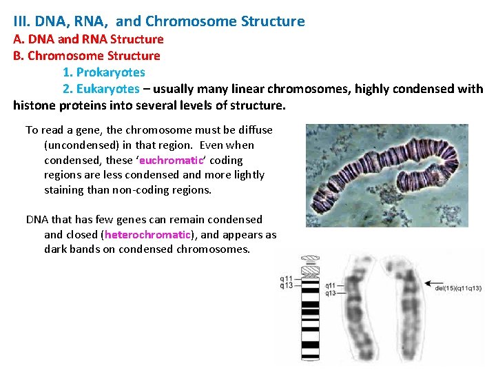 III. DNA, RNA, and Chromosome Structure A. DNA and RNA Structure B. Chromosome Structure