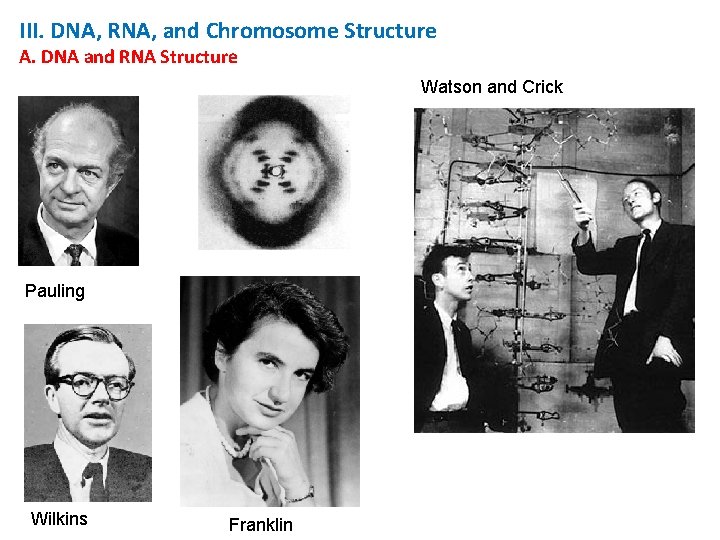 III. DNA, RNA, and Chromosome Structure A. DNA and RNA Structure Watson and Crick