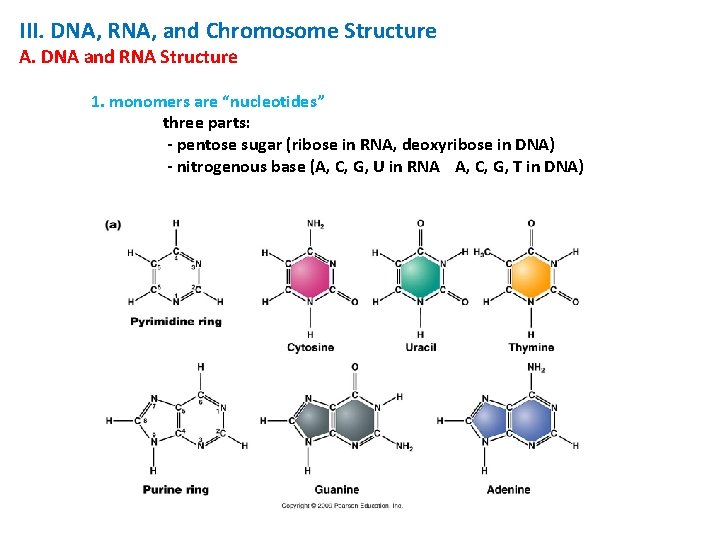 III. DNA, RNA, and Chromosome Structure A. DNA and RNA Structure 1. monomers are