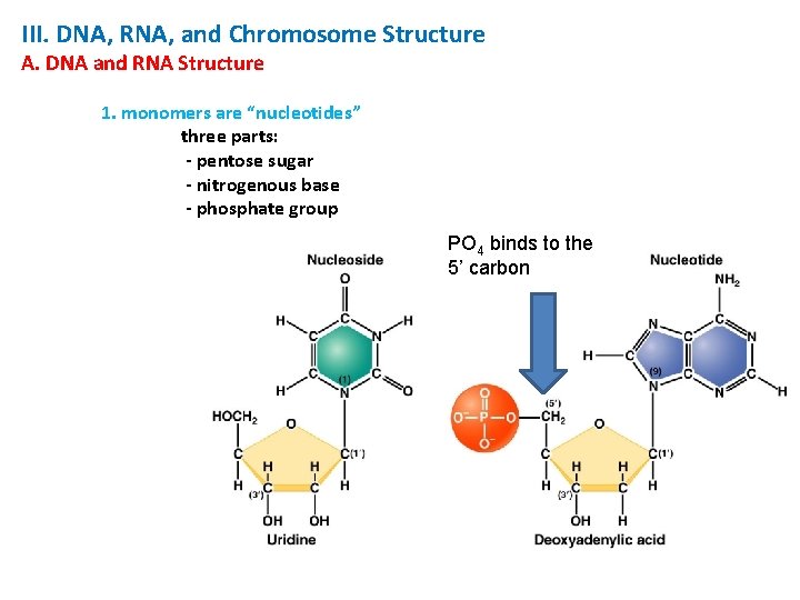 III. DNA, RNA, and Chromosome Structure A. DNA and RNA Structure 1. monomers are