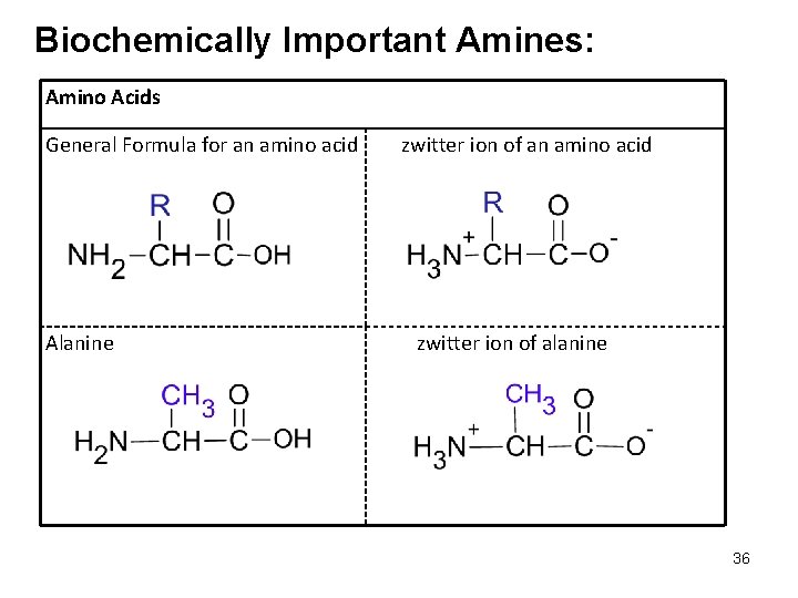 Biochemically Important Amines: Amino Acids General Formula for an amino acid Alanine zwitter ion Biochemically Important Amines: Amino Acids General Formula for an amino acid Alanine zwitter ion