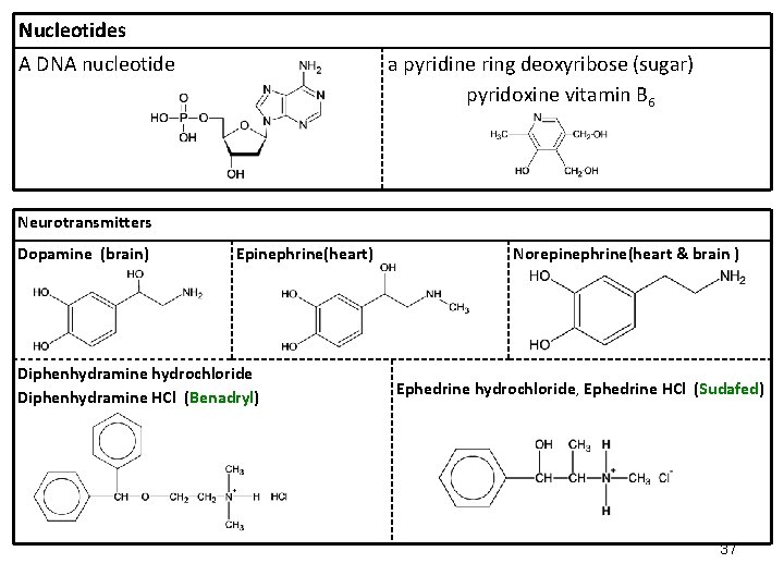 Nucleotides A DNA nucleotide a pyridine ring deoxyribose (sugar) pyridoxine vitamin B 6 Neurotransmitters Nucleotides A DNA nucleotide a pyridine ring deoxyribose (sugar) pyridoxine vitamin B 6 Neurotransmitters