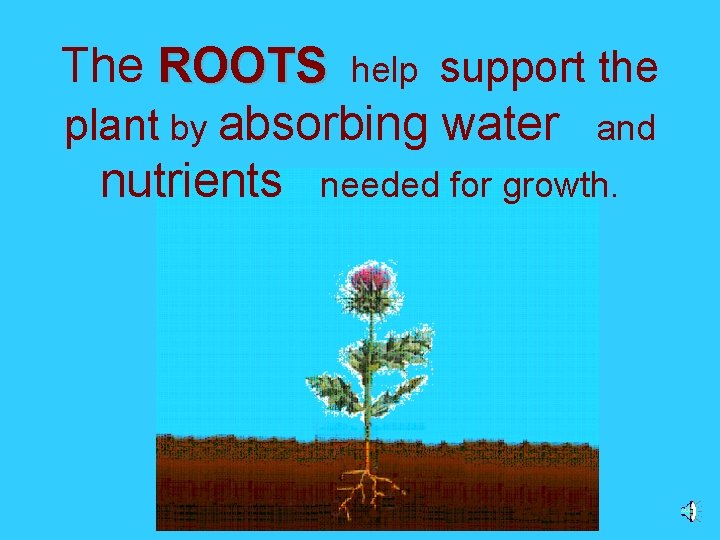 The ROOTS help support the plant by absorbing water and nutrients needed for growth.