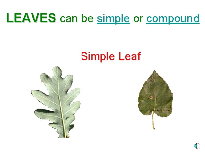 LEAVES can be simple or compound Simple Leaf 