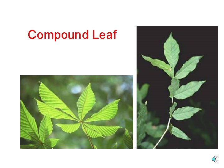 Compound Leaf 