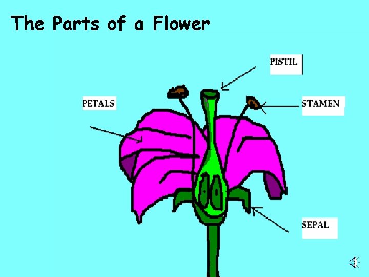 The Parts of a Flower 