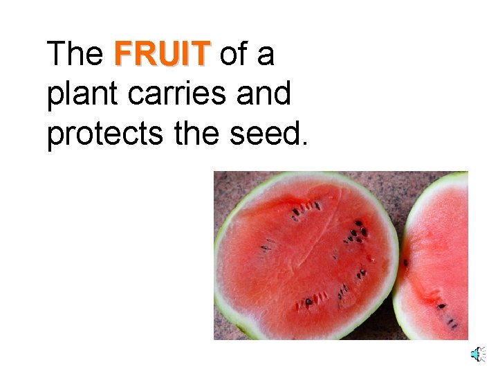 The FRUIT of a plant carries and protects the seed. 