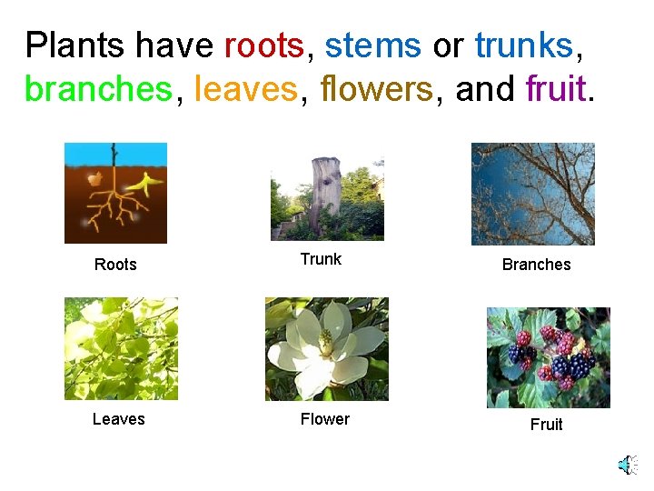 Plants have roots, stems or trunks, branches, leaves, flowers, and fruit. Roots Trunk Leaves