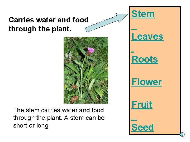 Carries water and food through the plant. Stem Leaves Roots Flower The stem carries