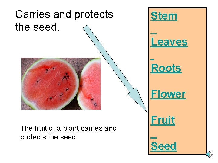 Carries and protects the seed. Stem Leaves Roots Flower The fruit of a plant