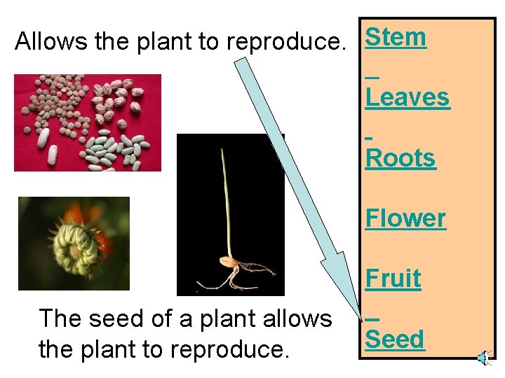 Allows the plant to reproduce. Stem Leaves Roots Flower Fruit The seed of a