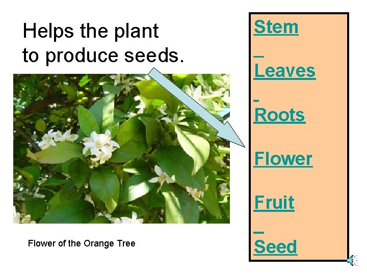 Helps the plant to produce seeds. Stem Leaves Roots Flower Fruit Flower of the