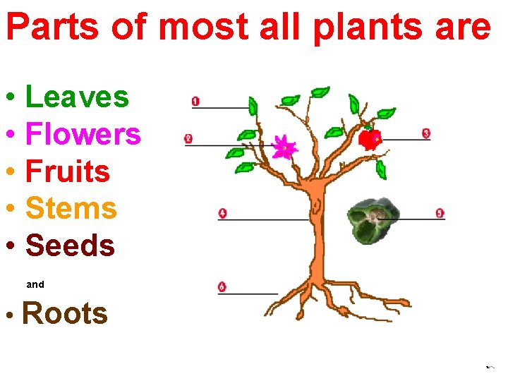 Parts of most all plants are • Leaves • Flowers • Fruits • Stems