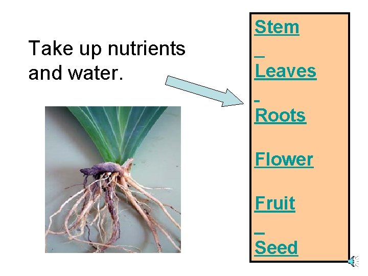 Take up nutrients and water. Stem Leaves Roots Flower Fruit Seed 