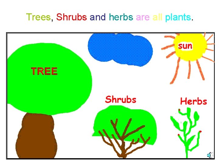 Trees, Shrubs and herbs are all plants. 