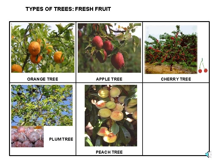 TYPES OF TREES: FRESH FRUIT ORANGE TREE APPLE TREE PLUM TREE PEACH TREE CHERRY