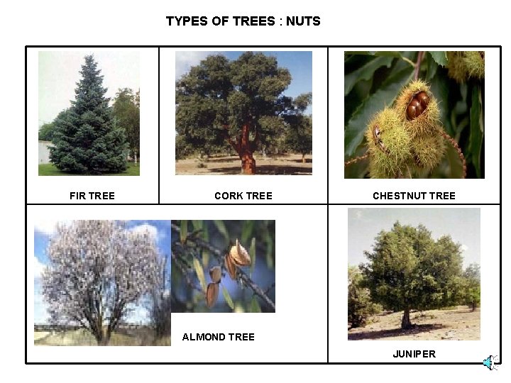 TYPES OF TREES : NUTS FIR TREE CORK TREE CHESTNUT TREE ALMOND TREE JUNIPER