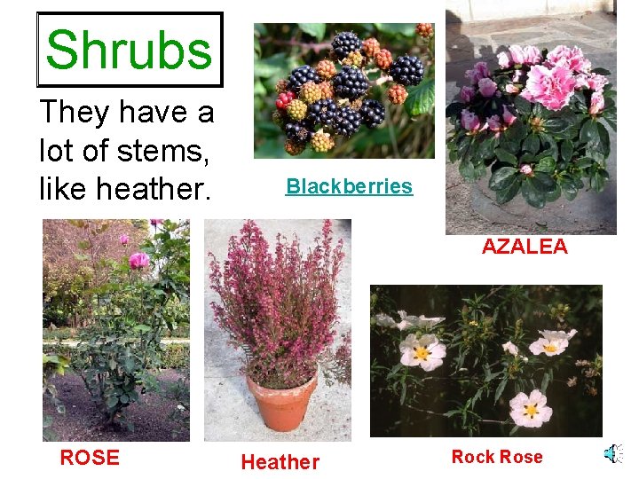 Shrubs They have a lot of stems, like heather. Blackberries AZALEA ROSE Heather Rock