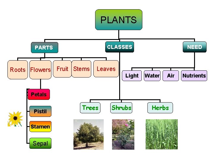 PLANTS CLASSES PARTS Roots Flowers Fruit Stems NEED Leaves Light Water Air Petals Pistil