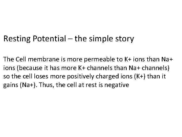 Resting Potential – the simple story The Cell membrane is more permeable to K+