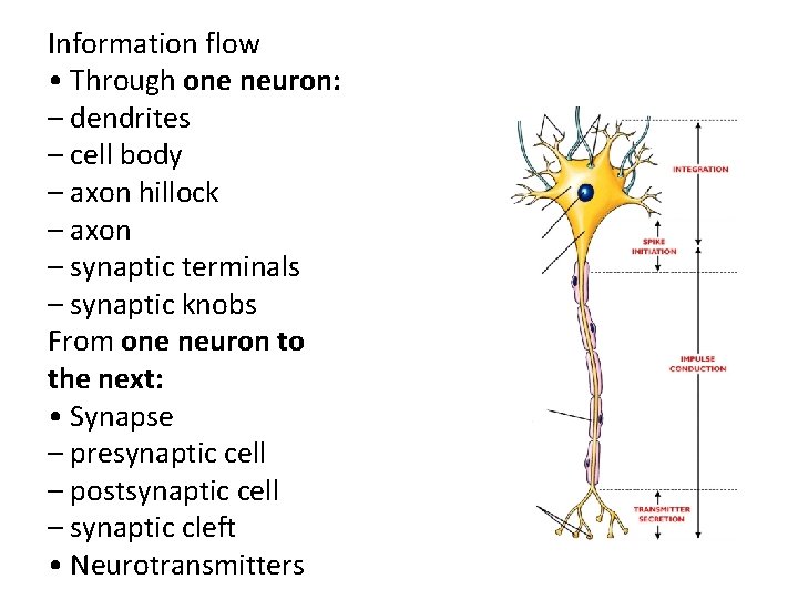 Information flow • Through one neuron: – dendrites – cell body – axon hillock