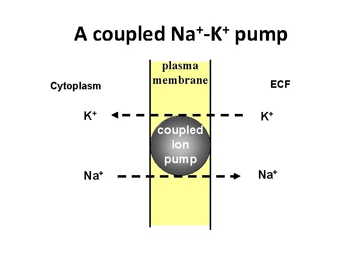 A coupled Na+-K+ pump Cytoplasma membrane K+ coupled ion pump Na+ ECF K+ Na+