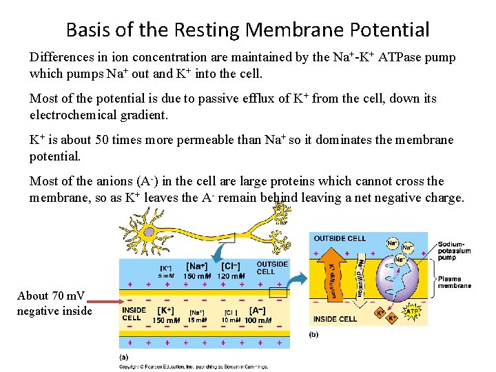 Basis of the Resting Membrane Potential Differences in ion concentration are maintained by the