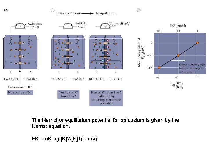 The Nernst or equilibrium potential for potassium is given by the Nernst equation. EK=