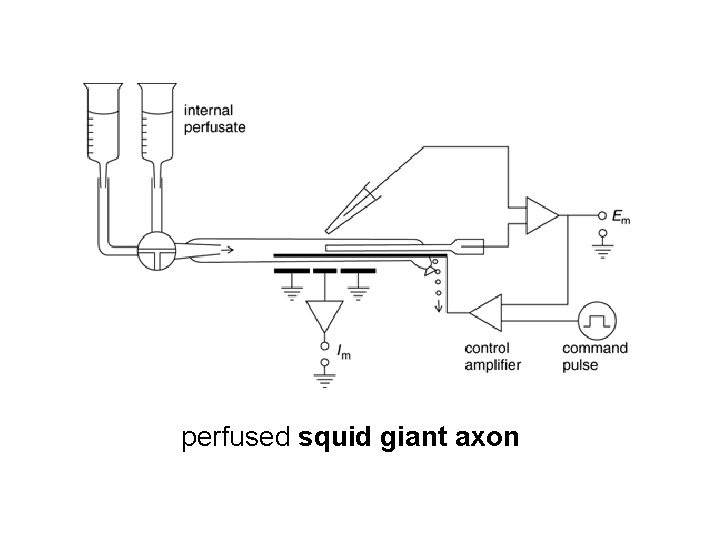 perfused squid giant axon 