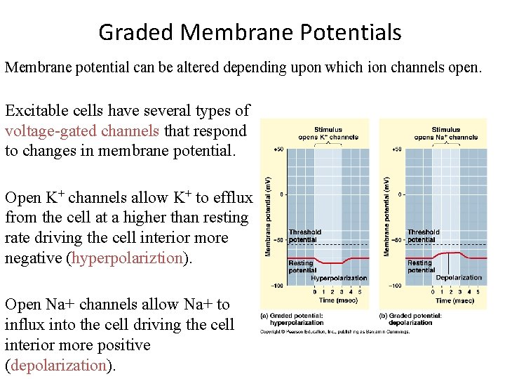 Graded Membrane Potentials Membrane potential can be altered depending upon which ion channels open.