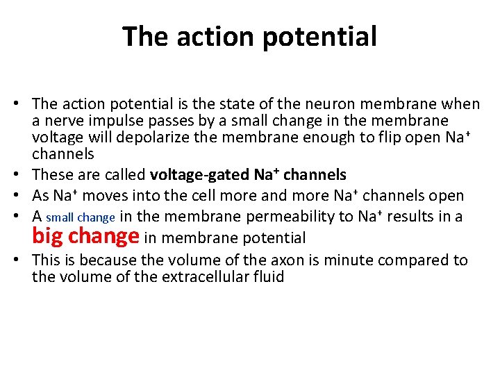 The action potential • The action potential is the state of the neuron membrane