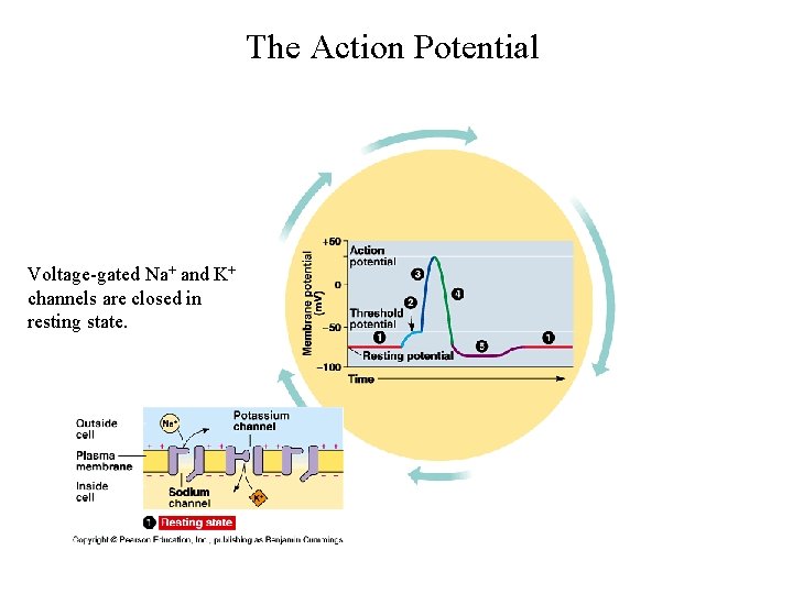 The Action Potential Voltage-gated Na+ and K+ channels are closed in resting state. 