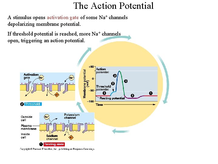 The Action Potential A stimulus opens activation gate of some Na+ channels depolarizing membrane