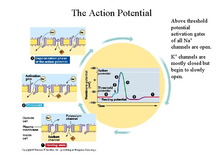 The Action Potential Above threshold potential activation gates of all Na+ channels are open.