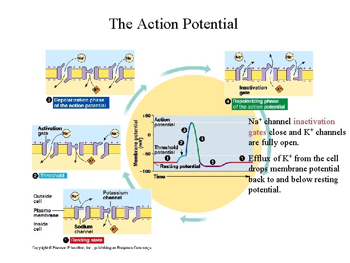 The Action Potential Na+ channel inactivation gates close and K+ channels are fully open.