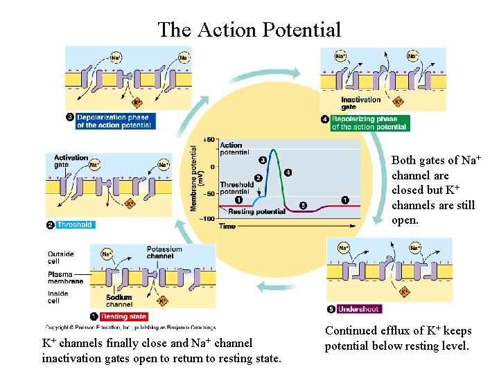 The Action Potential Both gates of Na+ channel are closed but K+ channels are