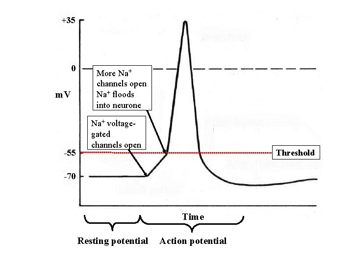 +35 0 m. V -55 More Na+ channels open Na+ floods into neurone Na+