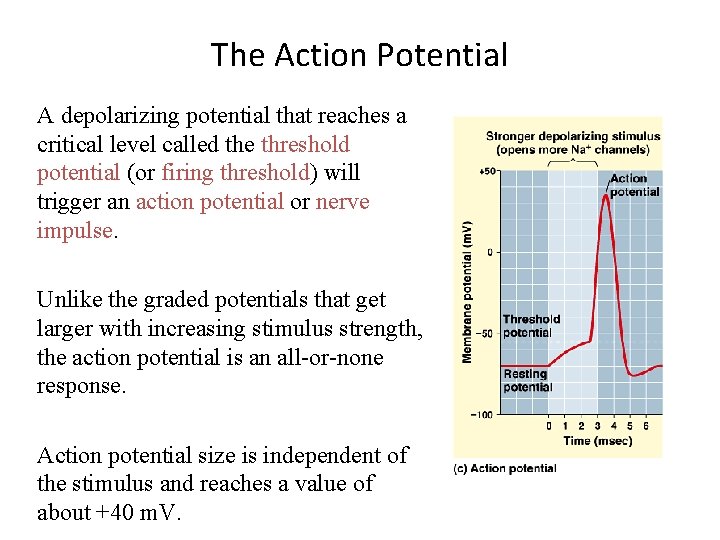 The Action Potential A depolarizing potential that reaches a critical level called the threshold