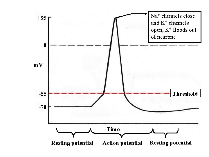 Na+ channels close and K+ channels open, K+ floods out of neurone +35 0