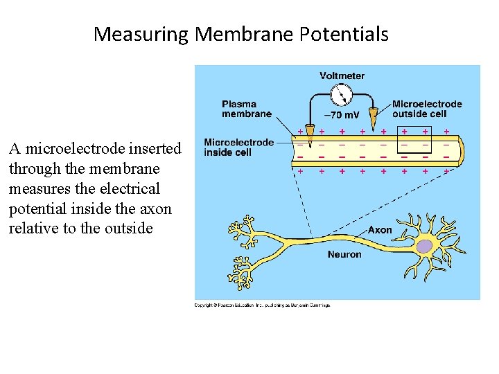Measuring Membrane Potentials A microelectrode inserted through the membrane measures the electrical potential inside