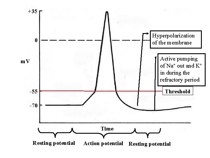 +35 Hyperpolarization of the membrane 0 Active pumping of Na+ out and K+ in