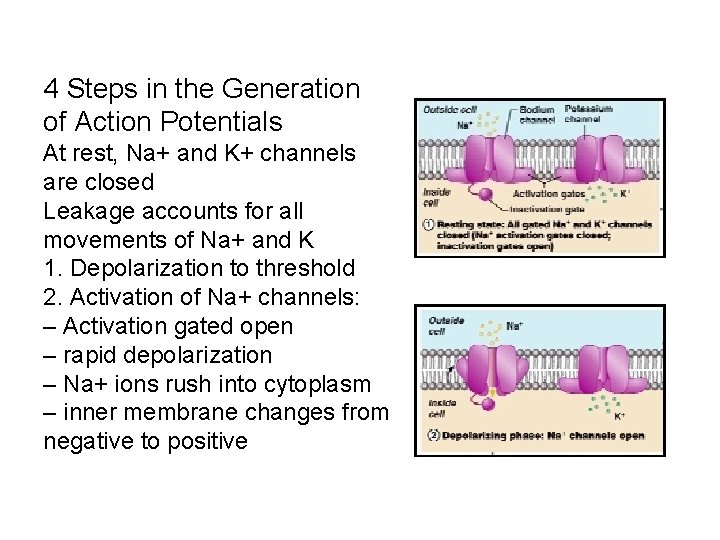 4 Steps in the Generation of Action Potentials At rest, Na+ and K+ channels