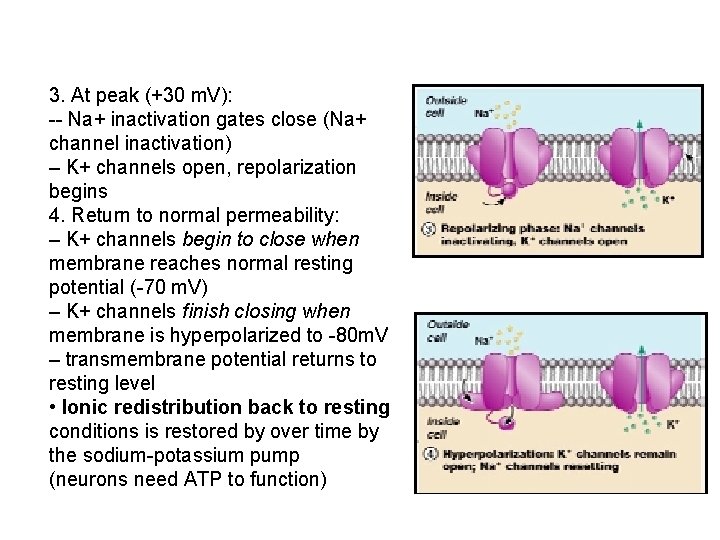 3. At peak (+30 m. V): -- Na+ inactivation gates close (Na+ channel inactivation)