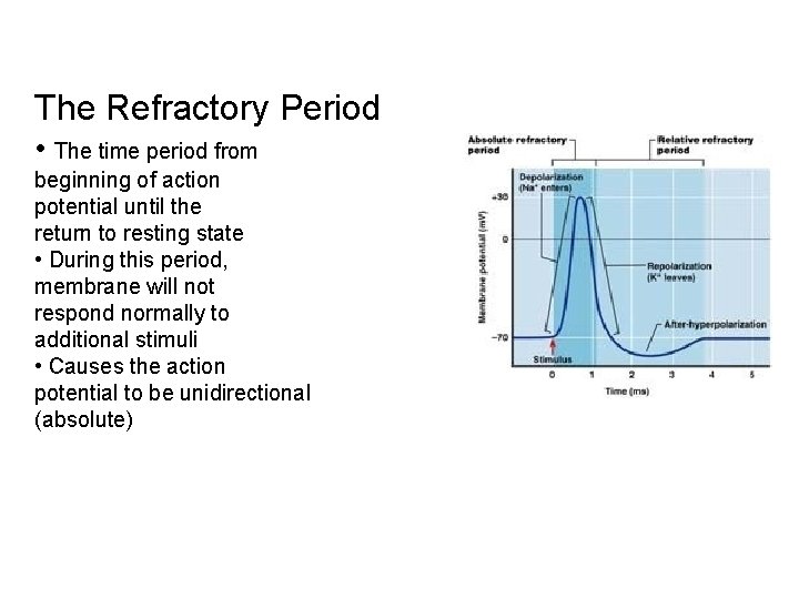 The Refractory Period • The time period from beginning of action potential until the