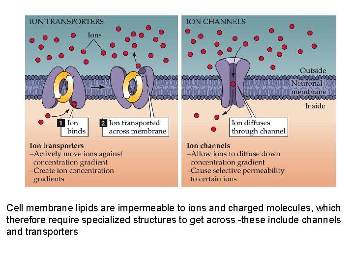 Cell membrane lipids are impermeable to ions and charged molecules, which therefore require specialized